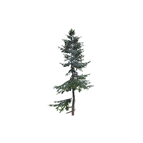 spruce 4